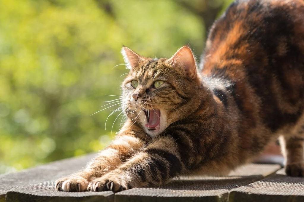 Littérature à l'école : un réseau de lecture autour des chats